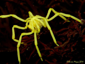 Warning! Arachnophobics should look away now. by Brian Mayes 